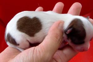 TOP 10 DOG BREEDS THAT HAVE THE CUTEST PUPPIES