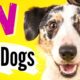 TV for Dogs! Fun Entertainment for Dogs | CUTEST DOGS!