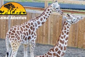 Tajiri & Desmond  - Giraffe Deck Cam - Animal Adventure Park