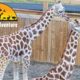 Tajiri & Desmond  - Giraffe Deck Cam - Animal Adventure Park