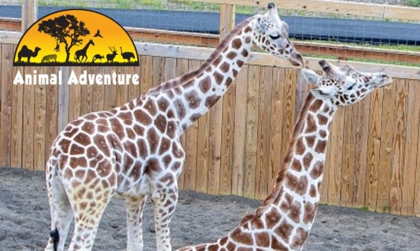 Tajiri & Desmond  - Giraffe Deck Cam - Animal Adventure Park