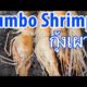 Thai Roasted JUMBO Shrimp (กุ้งเผา)