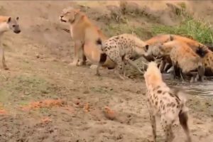 The Best Animal Fights of 2021 compilation