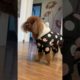 The Best Videos Cutest Puppies ! Funny Dog Videos 2021 #195