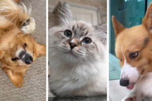 The Funniest & Cutest Pets Compilation 🥰 Animal Squad