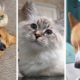 The Funniest & Cutest Pets Compilation 🥰 Animal Squad