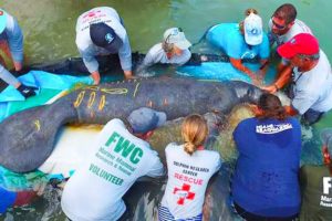 The Great Animal Rescues Of The 2021 | Manatee Back Into Wild Just Hours After Rescue