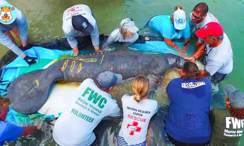The Great Animal Rescues Of The 2021 | Manatee Back Into Wild Just Hours After Rescue