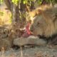 The Most Brutal Animal Fights# lion vs buffalo# hyena vs lion