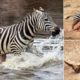 The Most Violent Fights Between Wild Animals