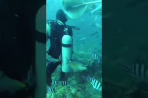 The Shark 🦈 Attack - Best of NEAR DEATH CAPTURED..!!! [Vol.01] | YesFor2ndChance#shorts