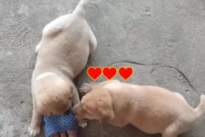 The cutest puppies