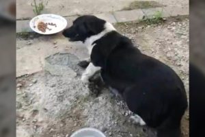 The pregnant dog had an accident, lying there for a week waiting for help