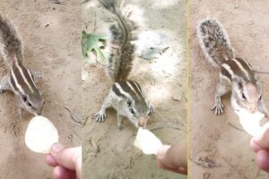 Thirsty Squirrel Asking For Water & Food Will Melt Your Hearts