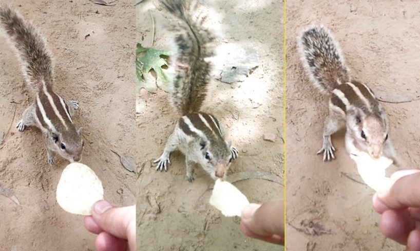 Thirsty Squirrel Asking For Water & Food Will Melt Your Hearts