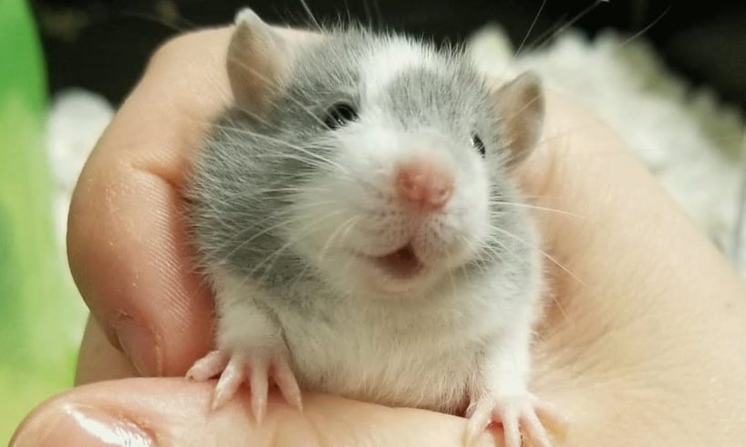 This woman has saved hundreds of pregnant rats