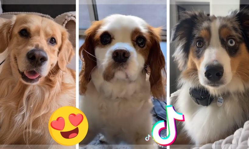 TikToks Funniest Doggos & Cutest Puppies ~ Dogs of TIK TOK