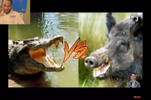 Top 10 Animal Fights Caught On Camera [Reaction]