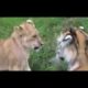 Top 10 Craziest Animal Fights Lion vs Tiger vs Bear   Wild Animal Attacks