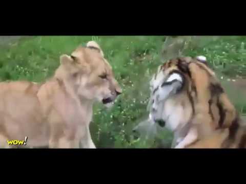 Top 10 Craziest Animal Fights Lion vs Tiger vs Bear   Wild Animal Attacks