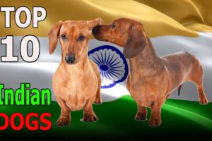 Top 10 Indian Dog Breeds | Top 10 animals