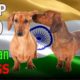 Top 10 Indian Dog Breeds | Top 10 animals