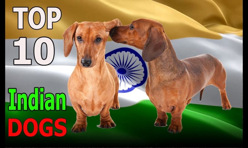 Top 10 Indian Dog Breeds | Top 10 animals