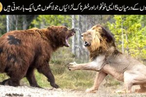 Top 5 Rare and Extreme Fights of Wild Animals | Wild Animal Fights Caught on Camera | Animal Fights