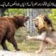 Top 5 Rare and Extreme Fights of Wild Animals | Wild Animal Fights Caught on Camera | Animal Fights
