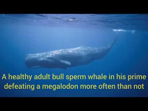 Top 5 Unpopular Opinions In Animal Fights That I Believe