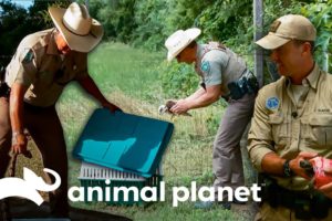 Tres veces en que guardianes han rescatado animales | Guardianes de Texas | Animal Planet