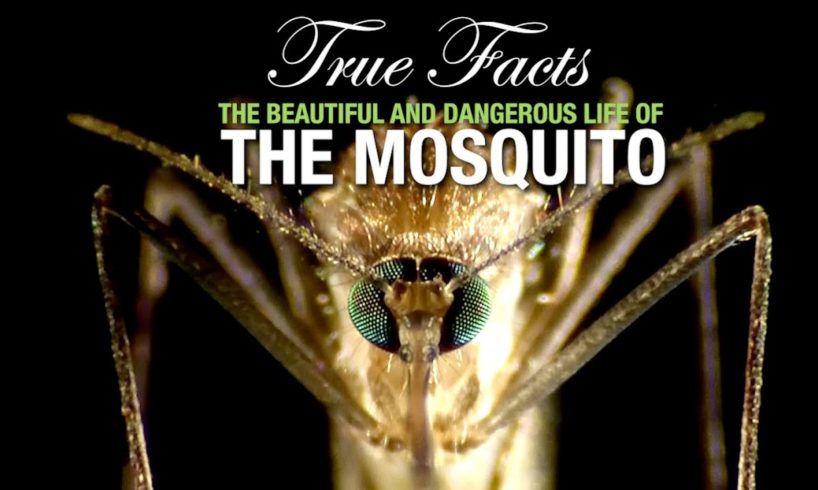 True Facts: The Mosquito