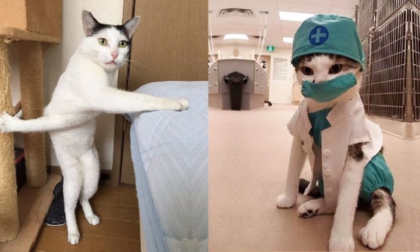 Try Not To Laugh or Grin While Watching Funny Animals Compilation #24