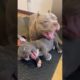 Videos Compilation Animals Cute 2021#640Small Pitbull dog playing as big Pitbull #short