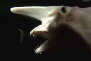 Weird Animals - Goblin shark