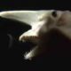 Weird Animals - Goblin shark