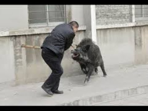 When Animals Attack Compilation    FailArmy