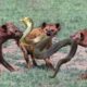 Wild Animal Fight- Snake Vs Hyenas Attacks To The Last Breath
