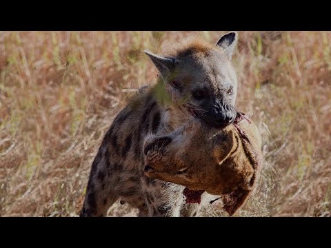 Wild Animal Fights Caught On Camera  | Caught In The Act | Real Wild