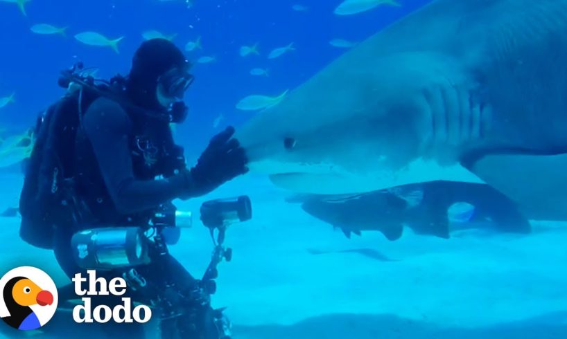 Wild Shark Recognizes Human Best Friend After They Were Separated For A Year  | The Dodo Soulmates