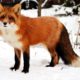 Wild young red fox playing, | fox videos animals | khoji diary