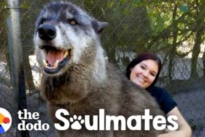 Wolf Dog Who Growls At Everyone Else Snuggles With His Best Friend | The Dodo Soulmates