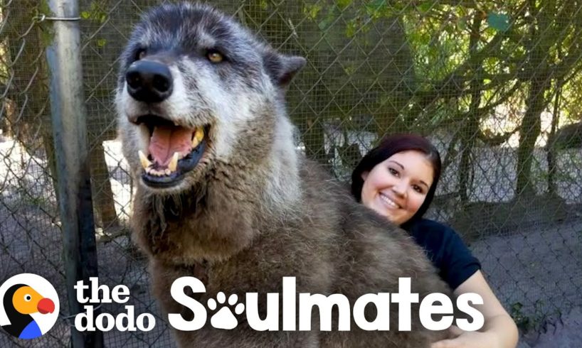 Wolf Dog Who Growls At Everyone Else Snuggles With His Best Friend | The Dodo Soulmates