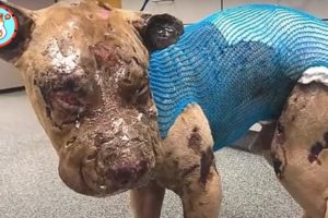 Worst Matting you've Ever Seen | Rescue Shelter Dogs Injured