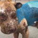 Worst Matting you've Ever Seen | Rescue Shelter Dogs Injured