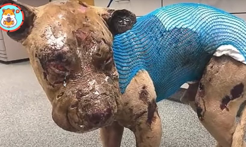 Worst Matting you've Ever Seen | Rescue Shelter Dogs Injured