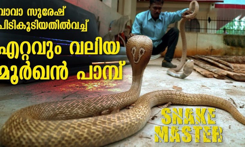 Wow ! Vava Suresh rescues Largest Cobra ever | Snakemaster |  Latest episode