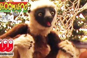 Zoboomafoo | EPISODE COMPILATION: Happy Lemur Day! | Animals For Kids