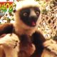 Zoboomafoo | EPISODE COMPILATION: Happy Lemur Day! | Animals For Kids