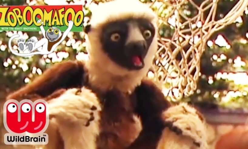 Zoboomafoo | EPISODE COMPILATION: Happy Lemur Day! | Animals For Kids